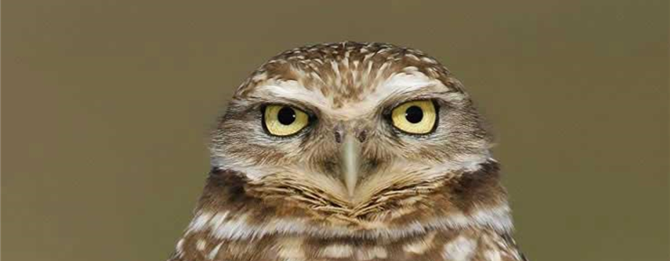 burrowing owl banner