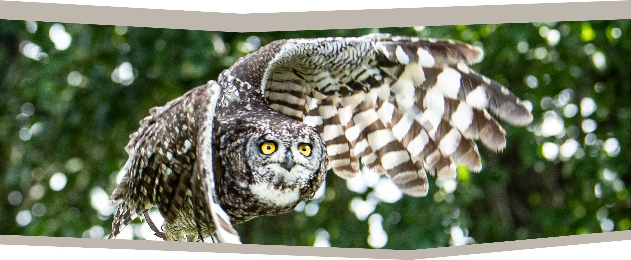 owl encounter bottom content image