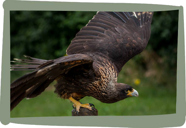 Millets Wildside - Caracaras