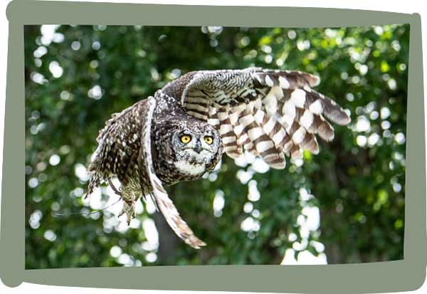 Millets Wildside - Owls