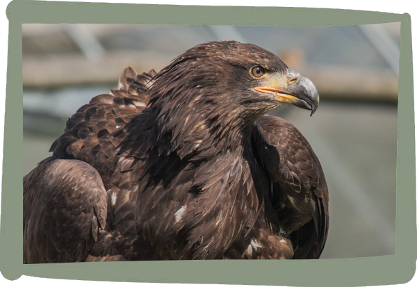 Millets Wildside - Eagles
