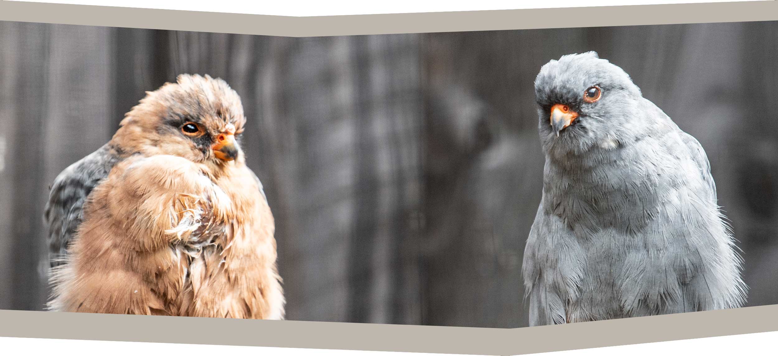 Millets Wildside - Falcons