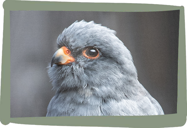 Millets Wildside - Falcons