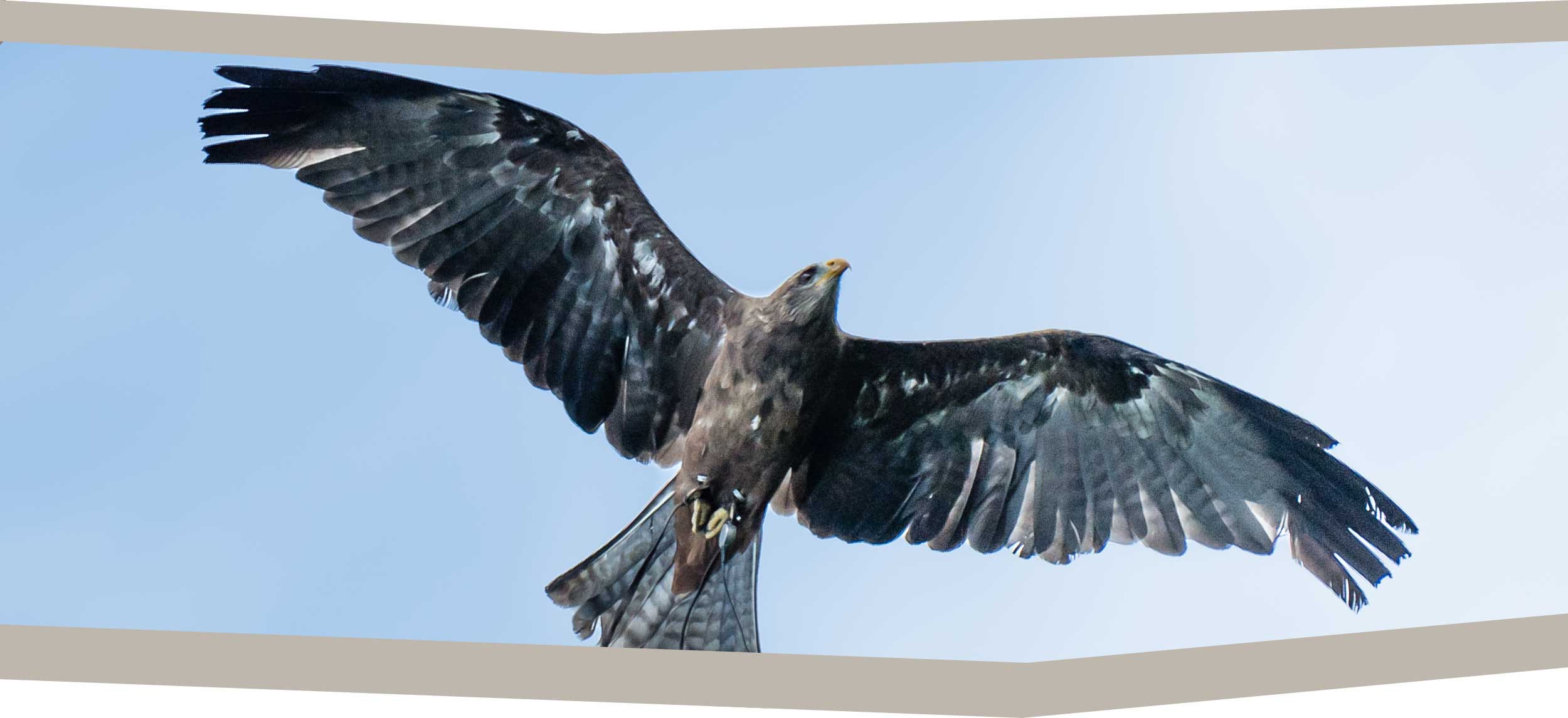Millets Wildside - Kites