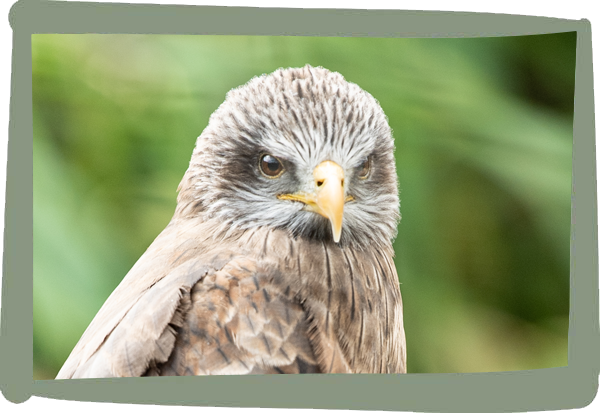 Millets Wildside - Kites