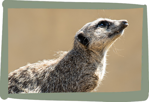 Millets Wildside - meerkats
