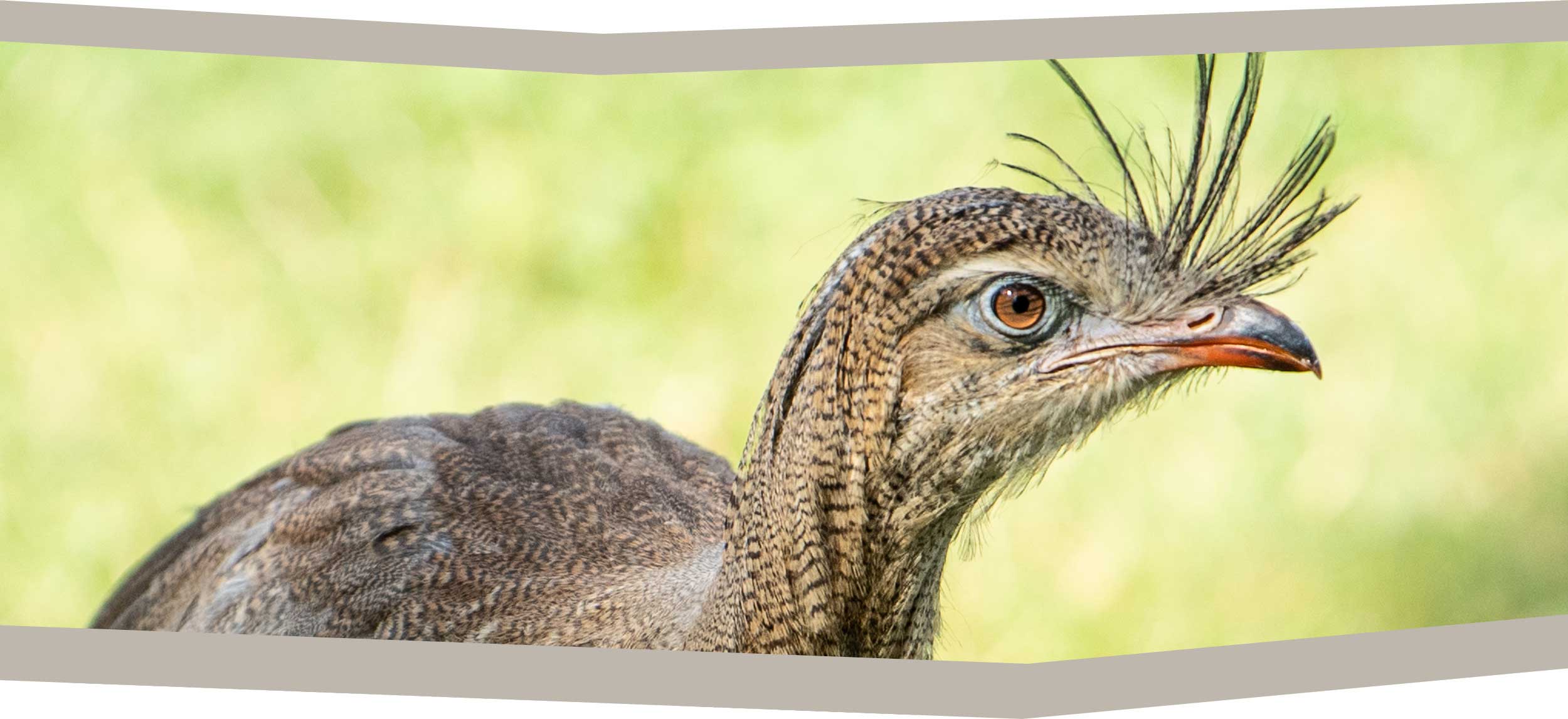 Millets Wildside - Other Birds