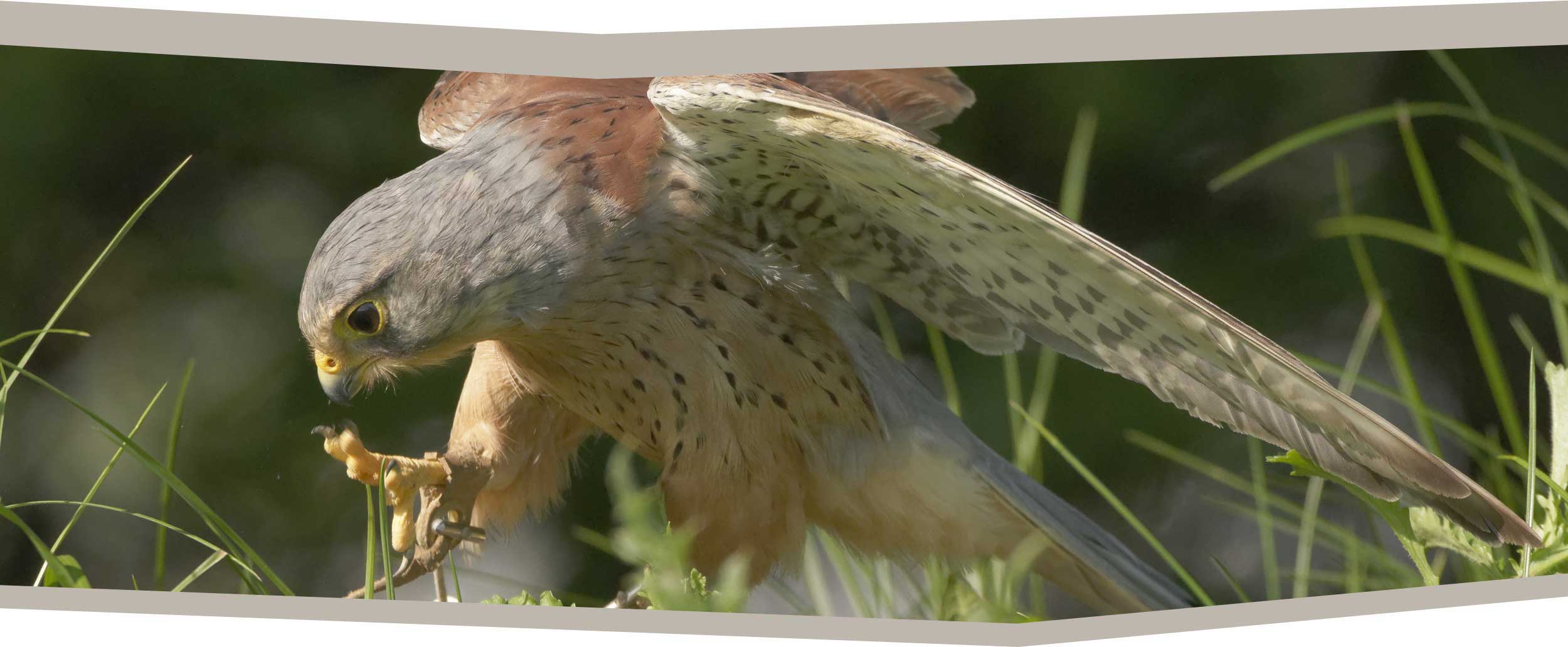 Millets Wildside - Photo day content image
