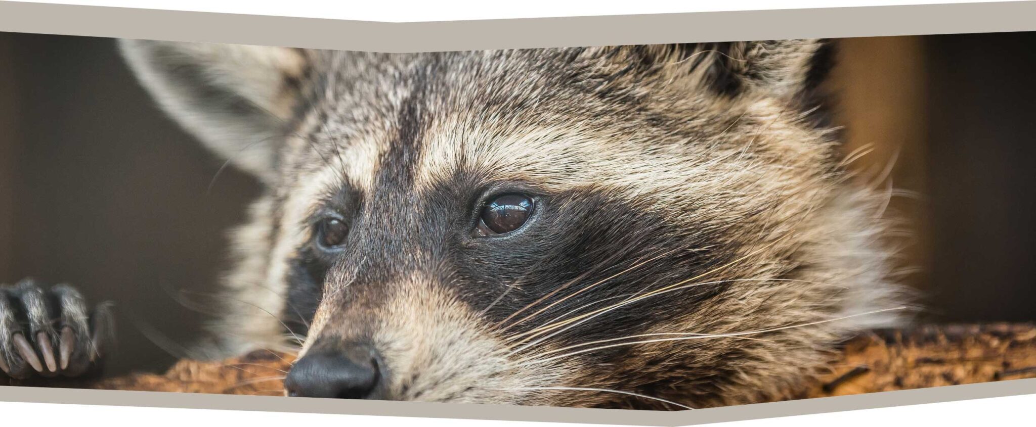 Raccoons – Millets Falconry
