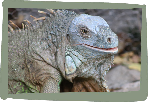 Millets Wildside - reptiles