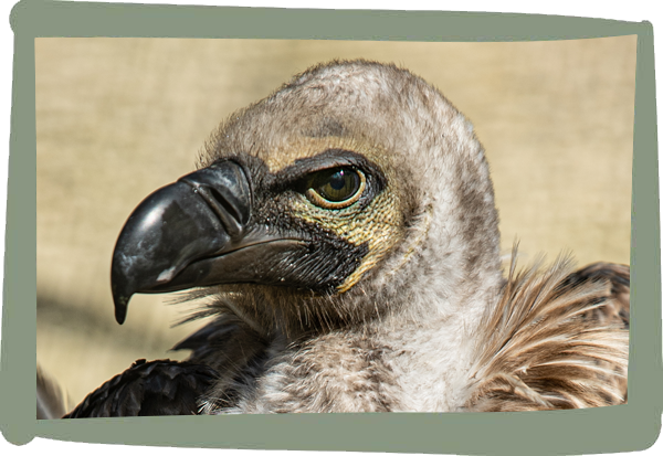 Millets Wildside - Vultures