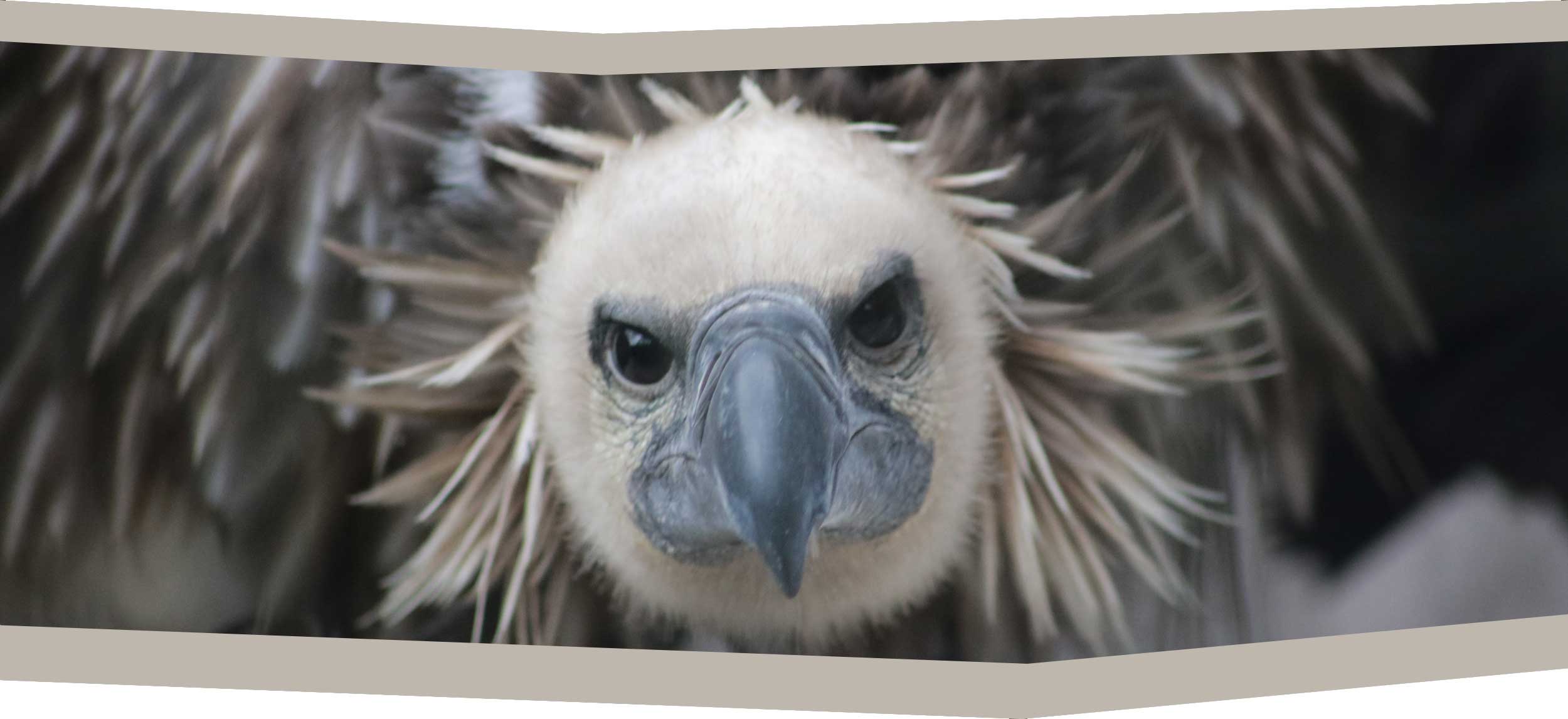 Millets Wildside - Vultures