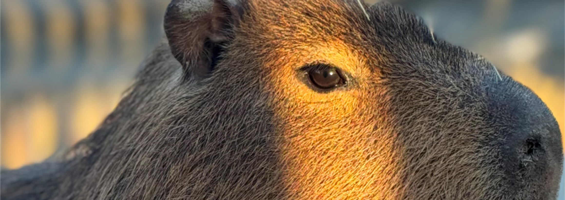 Capybara Encounter – Millets Falconry